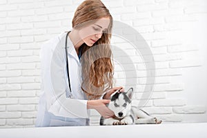 Veterinarian checking body temperature of husky puppy.