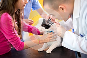 Veterinarian checking cat's ear at vet ambulant