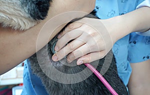 Veterinarian checking dog heartbeat with stethoscope