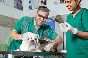 Veterinarian checking a dog in hospital. Vet at work.