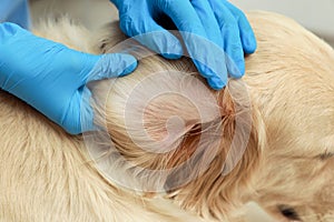 Veterinarian checking dog`s ear for ticks, closeup