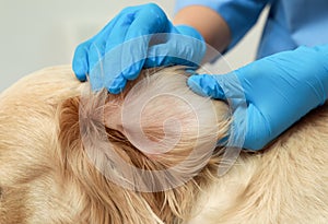 Veterinarian checking dog`s ear for ticks, closeup