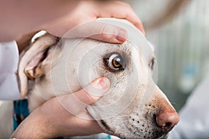 Veterinarian checking dog`s eye