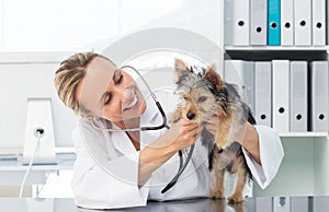 Veterinarian checking dog with stethoscope