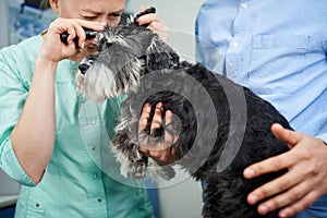 Veterinarian checking ears of of the dog with otoscope