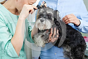 Veterinarian checking ears of of the dog with otoscope