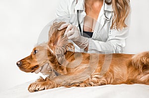 Veterinarian checking ears of a dog - veterinary concept