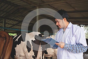 Veterinarian checking on his livestock and quality of milk in the dairy farm .Agriculture industry, farming and animal husbandry