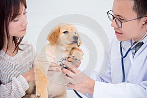 Veterinarian checking little golden retriever by stethoscope