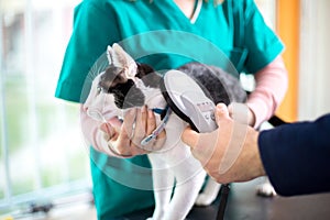 Veterinarian checking microchip of cat