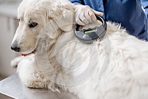 Veterinarian checking microchip implant under sheepdog dog