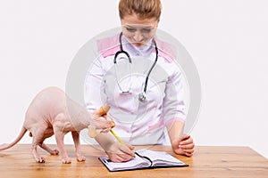 Veterinarian checking microchip implant under sphinx cat skin in vet clinic waiting a scanner device notes in register a