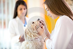 Veterinarian checking teeth of Maltese dog