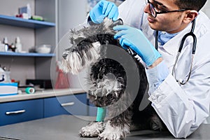 Veterinarian checking up dog's ears with otoscope