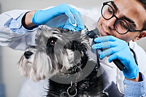 Veterinarian checking up dog& x27;s ears with otoscope, close up