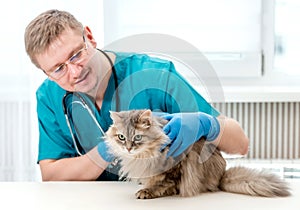 Veterinarian making regular check up of a cat at veterinary office photo