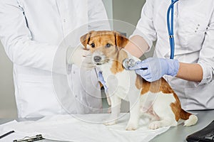 Veterinario controllo su malato il cane stetoscopio 