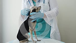 veterinarian checks the ears of a small dog, dog examination in veterinary clinic