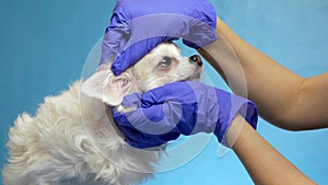 Veterinarian checks the health of a dog conducting an inspection of the ear, in health examination on blue background