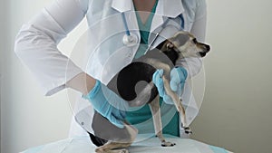 veterinarian checks probing the dog, dog examination in veterinary clinic