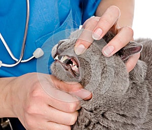 The veterinarian checks teeth to a cat