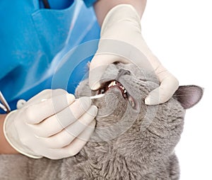 The veterinarian checks teeth to a cat. isolated on white