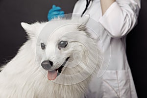 Veterinarian cheks the smiling dog on table in vet clinic on grey background