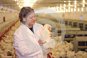 Veterinarian in chicken farm