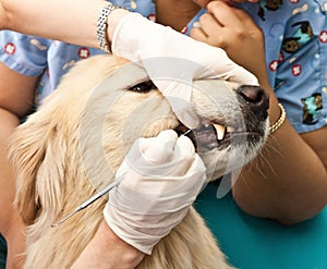 Veterinarian Cleaning Dogs Teeth