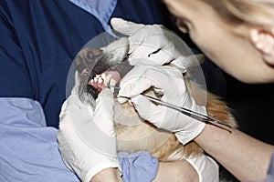 Veterinarian Cleaning A Dogs Teeth