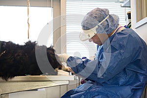 Veterinarian cleaning teeth of dog