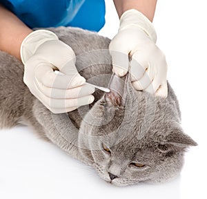 Veterinarian cleans ears cat. isolated on white background photo