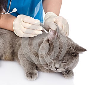 Veterinarian cleans ears cat. on white background photo