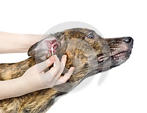 Veterinarian cleans ears to a dog. isolated on white background photo