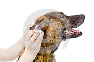 Veterinarian cleans ears to a dog. isolated on white background photo