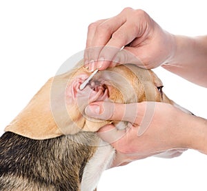 Veterinarian cleans ears to a dog. isolated on white background photo