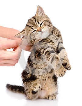 Veterinarian cleans ears to a small kitten. isolated photo