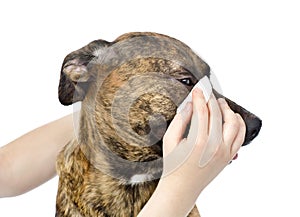 Veterinarian cleans eyes to a dog. isolated on white background photo