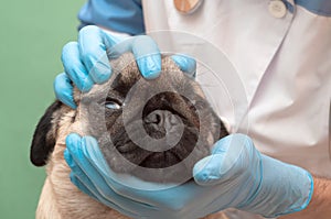 Veterinarian in the clinic examines the pug dog. Care and hygiene of folds and nose in flat-faced dogs