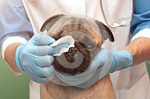 Veterinarian in the clinic examines the pug dog. Care and hygiene of folds and nose in flat-faced dogs, daily procedures