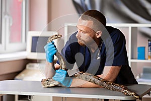 Veterinarian in clinic examines snake. Care and care for reptiles. Exotic pets