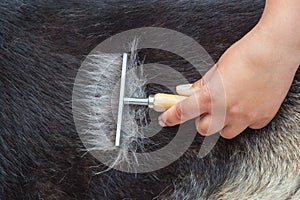 Veterinarian combs a German shepherd dog with a metal comb.