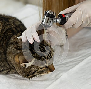 Veterinarian conducts otoscopy on a cat& x27;s ear for precise examination and care. Expert veterinary otoscopy for