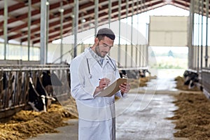 Veterinarian with cows in cowshed on dairy farm photo