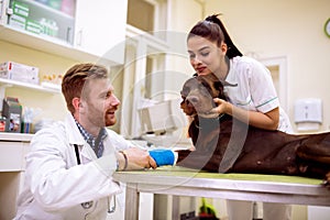 Veterinarian cuddle and comfort there patient