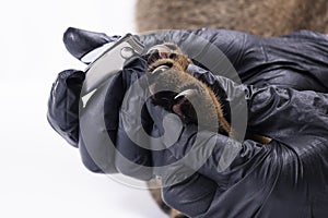 Veterinarian cuts cat claws on white background