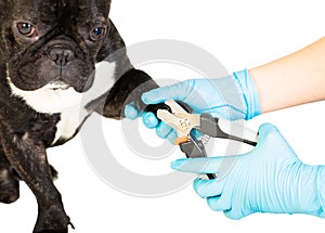 Veterinarian cuts the dog`s claws