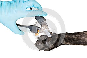 Veterinarian cuts the dog`s claws