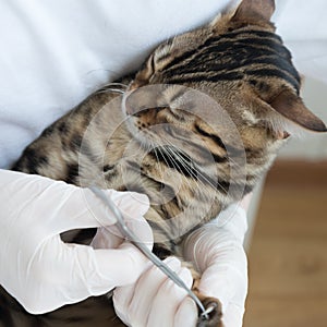 The veterinarian cuts off the cat`s claws. Doctor`s hands in gloves close-up. Receiving an animal in the clinic