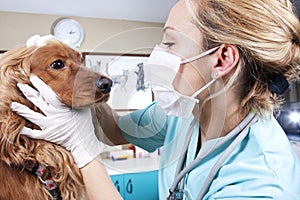 Veterinarian Doctor